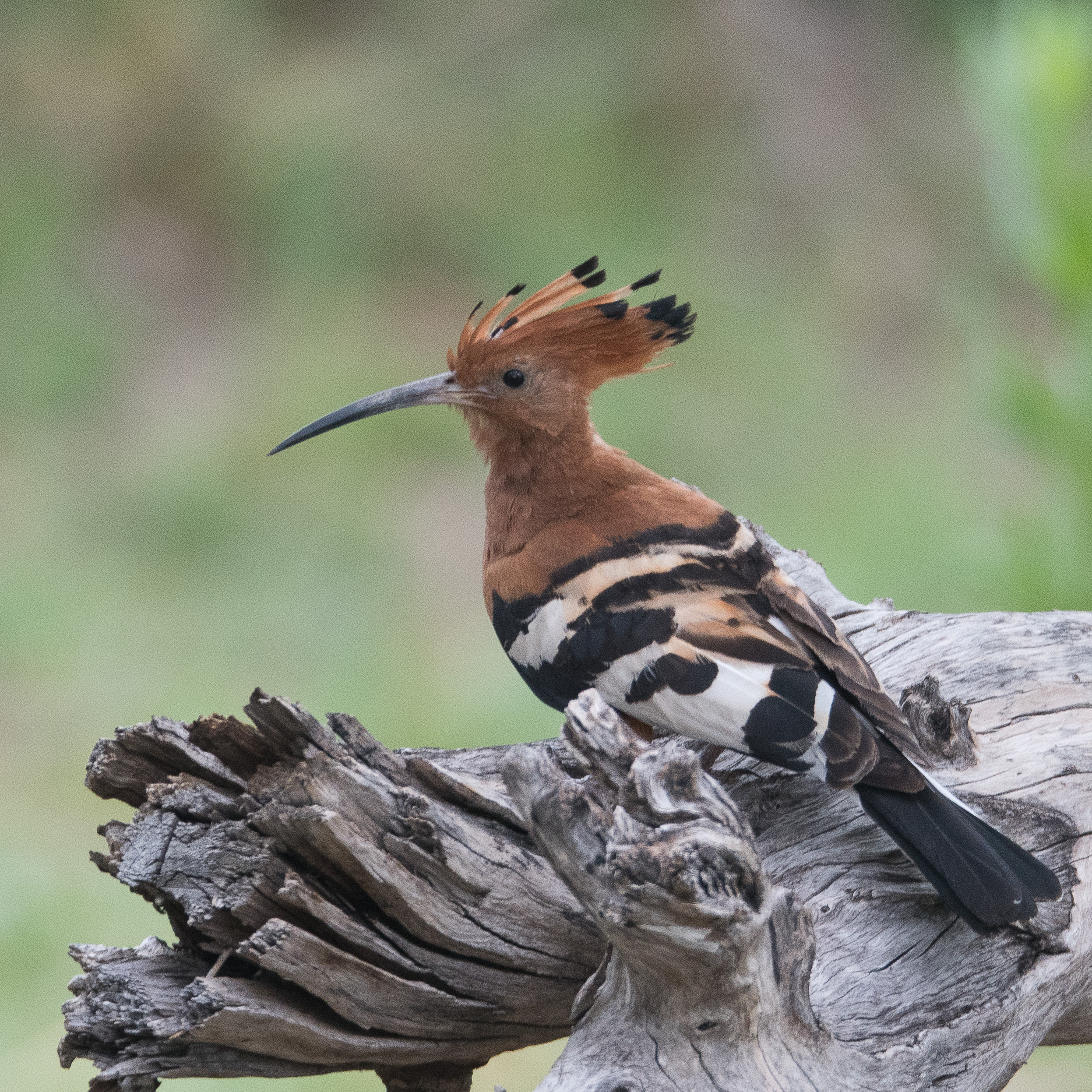 Huppe d'Afrique adulte  (African hoopoe, Upupa Africana), Shinde, Delta de l'Okavango, Botswana.